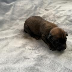 Imara - Sable female Working Dog Cross puppy in Sheridan, Arkansas from Dark Sky Kennels
