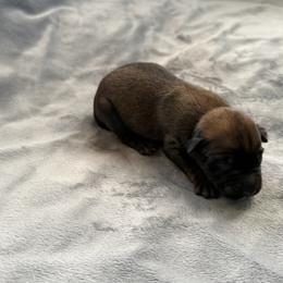 Imara - Sable female Working Dog Cross puppy in Sheridan, Arkansas from Dark Sky Kennels