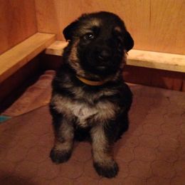 German Shepherds from Wonderland Kennel