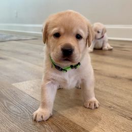 Labrador Retriever Puppies from Pride Rock Labradors