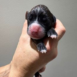 Boy 2 - Brindle male Boxer puppy in Jamesville, New York from Reynolds Homestead Boxers