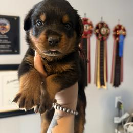 Girl 3 - Black and mahogany female Rottweiler puppy in Cleveland, Texas from Vom Haus Fantasy Rottweiler Kennel
