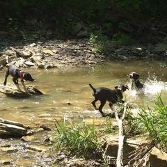 Mountain Cur Puppies from Walnut Ridge Mountain Curs