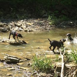 Mountain Cur Puppies from Walnut Ridge Mountain Curs