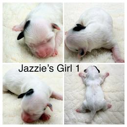 Girl 1 - Black and white female Havanese puppy in Elkins, Arkansas from Havana Knights Havanese