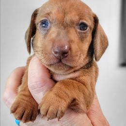 Creamy Dreamy Cinnamon Ganache - Chocolate female Dachshund puppy in Mountain Grove, Missouri from Blueprint K9 Dachshunds- www.BlueprintK9.com