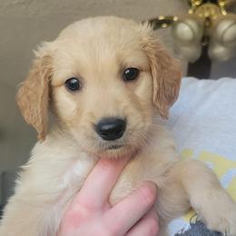 Black boy - Golden male Golden Retriever puppy in Lakewood, Washington from Lenhart Goldens