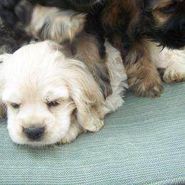 Xoloitzcuintli from Shasta Spots and Solids