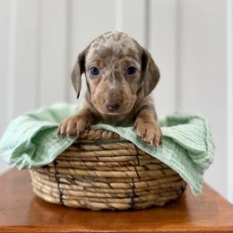 Iris AKC - Fawn (isabella) and tan female Dachshund puppy in Orlando, Florida from Metro Doxies of Orlando