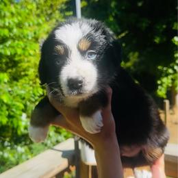 Mr Mcgregor - Black tri-color male Australian Shepherd puppy in Mckenzie, Tennessee from Whispering Iris Aussies