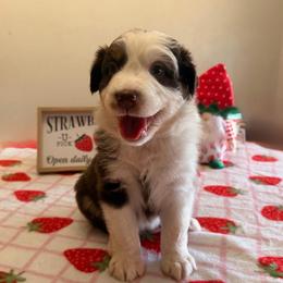 Freedom - Red & white female Australian Shepherd puppy in Harrah, Oklahoma from Kamm's Aussies