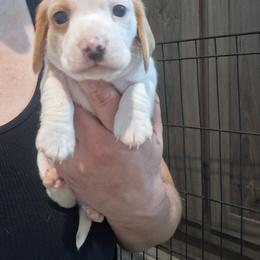 Boy 1 - Piebald male Dachshund puppy in Claremont, North Carolina from The Mini Farmhouse