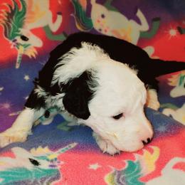 Lola - Black and white female Sheepadoodle puppy in Bellevue, Iowa from Fluffy Wonders Poms and Doodles
