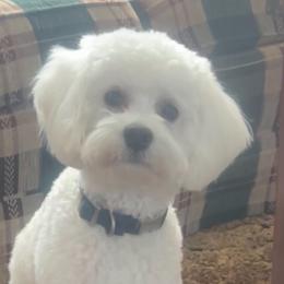 Charlie - Goldendoodle