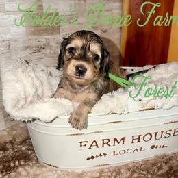 Forest - Cream male Dachshund puppy in Atwood, Oklahoma from Holder’s Doxie Farm