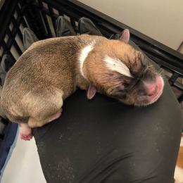 Sage - Black sabled fawn male Chihuahua puppy in Camden, New Jersey from Maldonado Pet Life Breeder LLC.