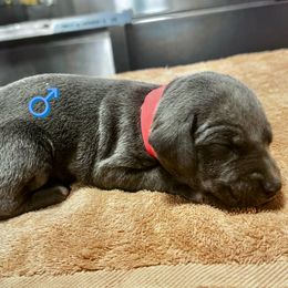 Red Collar (Blue) - Blue male Mountain Cur puppy in Georgetown, Ohio from Walnut Ridge Mountain Curs