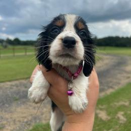 Girl 2 - Black white and tan female English Springer Spaniel puppy in Fort Meade, Florida from Lake in the Hills Springers