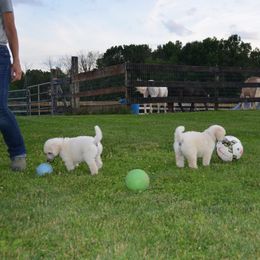 Poodle Puppies from D and D Standard Poodles