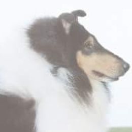 Logan - Collie