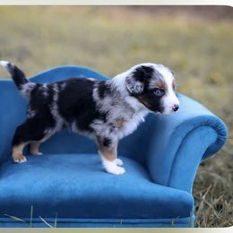 Gus - Blue merle male Australian Shepherd puppy in Niles, Michigan from Tara's Australian Shepherds
