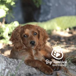 Nimue/Gracie - Companion Cross