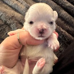 Boy 2 - Cream and white male Shih Tzu puppy in Lakeland, Florida from The Townsend Tzu