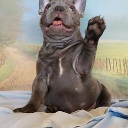 French Bulldog Puppies from BeYardCore Bullies