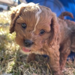 Cavapoo and Shihpoo Puppies from Haus of Doodles