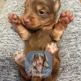Girl 4 name undecided - Chocolate and tan female Dachshund puppy in Adamsville, Tennessee from Shiloh Ridge Dachshunds