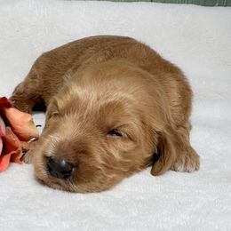 Mango - Apricot female Goldendoodle puppy in Osage City, Kansas from Golden Ridge Goldens