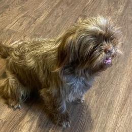 Chooch - Shih Tzu