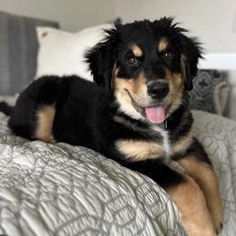 Bernese Mountain Dog, Golden Mountain Dog, and Golden Retriever Puppies from Grateful Bernese & Gage's Goldens