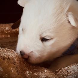 Roux - White male Siberian Husky puppy in Atlanta, Georgia from Lobban Huskies