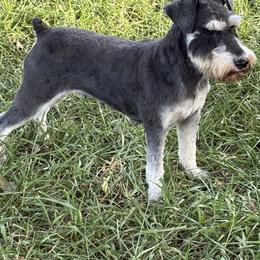 Bear - Miniature Schnauzer
