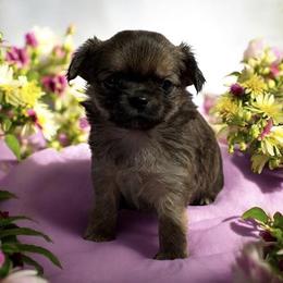 Chihuahua Puppies from Mystic Angels Chihuahuas