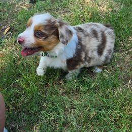Rocky - Red merle male Toy Australian Shepherd puppy in Forney, Texas from Texas Talent Toy Aussie's and Labs