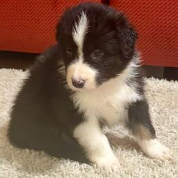 Extra - Black tri-color female Australian Shepherd puppy in Lynnville, Indiana from Moonlightaussies