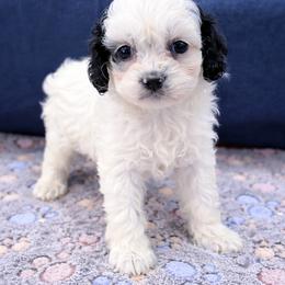 Oreo - Black and white male Cockapoo puppy in Berea, Kentucky from Blair’s Furry Friends