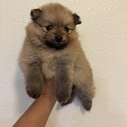 Nina - Orange female Pomeranian puppy in Glendale, Arizona from Fam. Pomerania