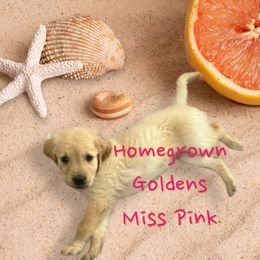 Golden Retriever Puppies from Homegrown Goldens