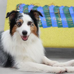 Australian Shepherds from Enroute Australian Shepherds