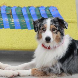 Australian Shepherds from Enroute Australian Shepherds