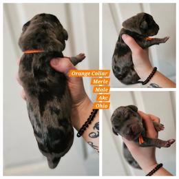 Orange - Merle male Great Dane puppy in Doylestown, Ohio from Dana's Danes