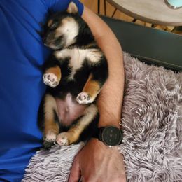 Shiba Inu Puppies from Pineapple Kennels