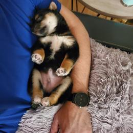 Shiba Inu Puppies from Pineapple Kennels
