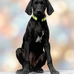 German Shorthaired Pointer Puppies from H LAVA C Pointers