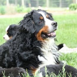 Kenia - Bernese Mountain Dog