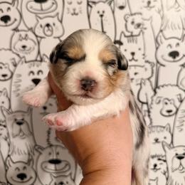 Blue Merle girl 1 - Blue merle female Australian Shepherd puppy in Ashland, Ohio from SS Australian Shepherds