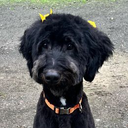 Aussiedoodles, Bernedoodles, and Goldendoodles from Rose Creek Ranch